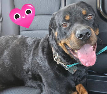 Rescue Rottweiler Dogs for Adoption in Harrison City, Pennsylvania - Guinness | PetCurious