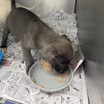 Miss Piggy -  Pit Bull Terrier Dog Available for Adoption in East St. Louis, Illinois - Miss Piggy | PetCurious