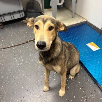 Star -  Mixed Breed Dog for Adoption in Columbiana, Alabama - Star | PetCurious