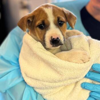 Mixed Breed Dogs Available for Adoption in Hendersonville, North Carolina - Yosemite | PetCurious