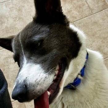 Mixed Breed Dogs Available for Adoption in Poplar Bluff, Missouri - Dax | PetCurious