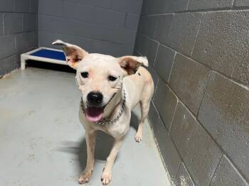 Rescue Pit Bull Terrier and Labrador Retriever Dogs for Adoption in Noble, Oklahoma - 25-0437// Mitzi | PetCurious