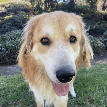Rescue Golden Retriever Dogs for Adoption in Los Angeles, California - Brody | PetCurious