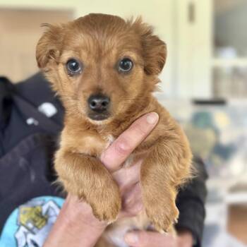 Chihuahua and Dachshund Dogs Available for Adoption - Tilly | PetCurious