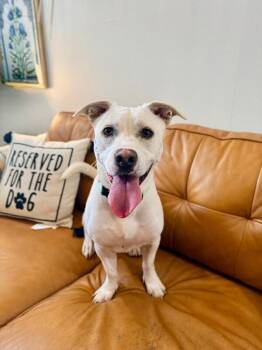 Staffordshire Bull Terrier and Chihuahua Dogs Available for Adoption in Friendswood, Texas - Momo Sugar The Happiest Petite Fella | PetCurious