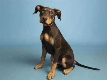 NESSIE -  Labrador Retriever Dog for Adoption in Phoenix, Arizona - NESSIE | PetCurious