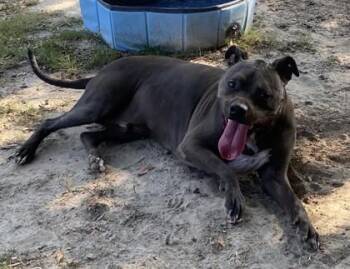 Bruin -  Pit Bull Terrier and Mixed Breed Dog for Adoption in Conway, South Carolina - Bruin | PetCurious