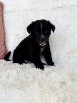 Border Collie and Mixed Breed Dogs Available for Adoption - Cooper | PetCurious