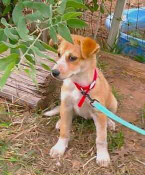 Border Collie Dogs Available for Adoption in San Antonio, Texas - JASMINE | PetCurious