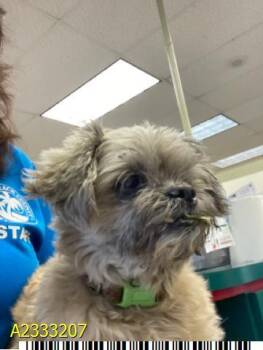 Mixed Breed Dogs Available for Adoption in West Palm Beach, Florida - SNOWBALL | PetCurious