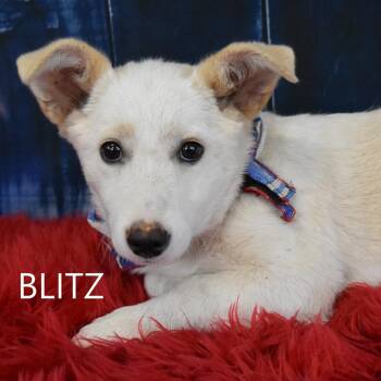 Cardigan Welsh Corgi and Mixed Breed Dogs Available for Adoption in Yuma, Arizona - Blitz | PetCurious
