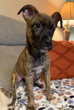 Snickers -  Mountain Cur Dog for Adoption in Willingboro, New Jersey - Snickers | PetCurious
