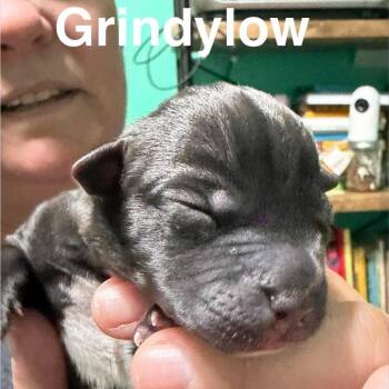 Gindylow -  Mixed Breed Dog for Adoption in Spring Hill, Kansas - Gindylow | PetCurious