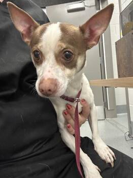 Chihuahua Dogs Available for Adoption in Indianapolis, Indiana - PEPPER | PetCurious