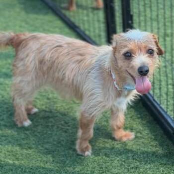 Terrier Dogs Available for Adoption - Millz A2260799 | PetCurious