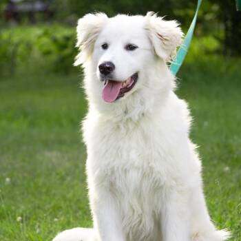 Oliver -  Mixed Breed Dog for Adoption in Fredericksburg, Virginia - Oliver | PetCurious