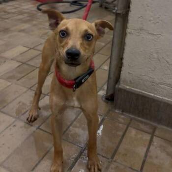 Terrier Dogs Available for Adoption in Helena, Alabama - Fletcher | PetCurious