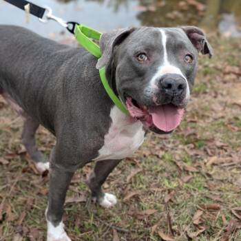 Bartley 10-2743 -  Pit Bull Terrier Dog for Adoption in Covington, Georgia - Bartley 10-2743 | PetCurious