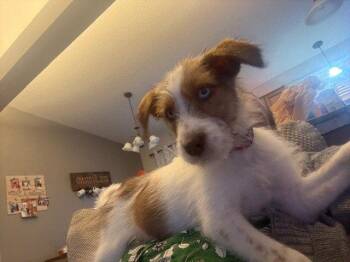 Terrier Dogs Available for Adoption in Brooklyn Center, Minnesota - Tripp | PetCurious