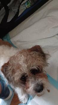 Rescue Jack Russell Terrier and Poodle Dogs for Adoption in Canton, Massachusetts - Ricky | PetCurious