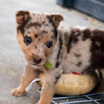 Pico -  Mixed Breed Dog for Adoption in West Olive, Michigan - Pico | PetCurious