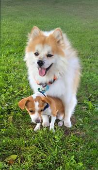 Rescue Pomeranian and Terrier Dogs for Adoption in Newport Beach, California - Prince & Simon | PetCurious
