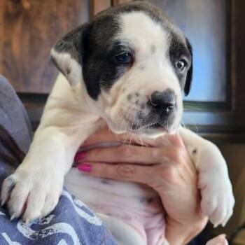 Pit Bull Terrier and Mixed Breed Dogs Available for Adoption - Bailey | PetCurious