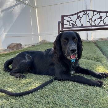 Rescue Spaniel Dogs for Adoption in Agua Dulce, California - Jax | PetCurious