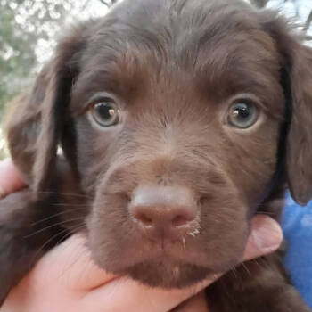 Rescue Dachshund and Labrador Retriever Dogs for Adoption in Normal, Illinois - Chocolate | PetCurious