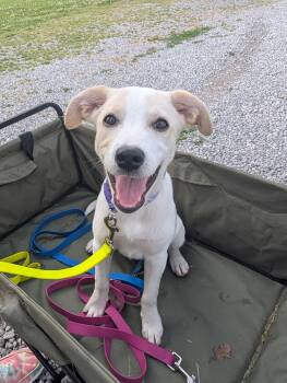 Pit Bull Terrier and Collie Dogs Available for Adoption in Mt. Juliet, Tennessee - Spring (Spring Litter) | PetCurious
