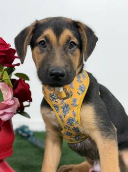 German Shepherd Dog and Rottweiler Dogs Available for Adoption in Carlsbad, California - Tom Cruise-One Of Our Amazing Rescue Dogs | PetCurious