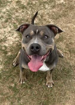 Beechi -  Pit Bull Terrier and Mixed Breed Dog for Adoption in Atlanta, Georgia - Beechi | PetCurious