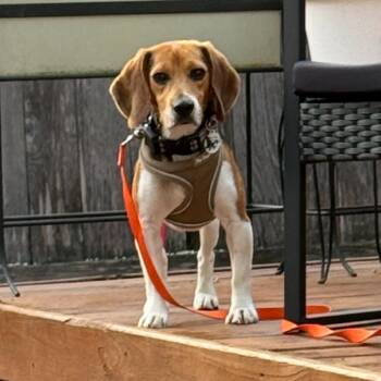 Browning -  Beagle Dog for Adoption in Chicago, Illinois - Browning | PetCurious