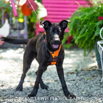 Rescue Shepherd Dogs for Adoption in Wake Forest, North Carolina - Dylan | PetCurious
