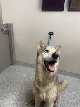 Siberian Husky and Mixed Breed Dogs Available for Adoption in Pasadena, Texas - BLAKE | PetCurious