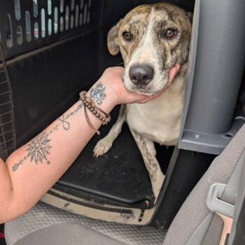 Sweet Tea -  Mixed Breed Dog for Adoption in Austin, Texas - Sweet Tea | PetCurious