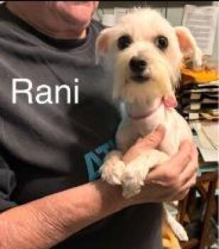 Rani -  Maltese and Poodle Dog for Adoption - Rani | PetCurious