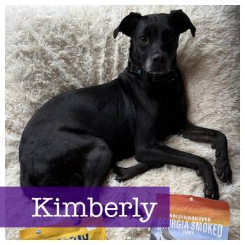 Kimberly -  Black Labrador Retriever and Terrier Dog for Adoption in Cumming, Georgia - Kimberly | PetCurious