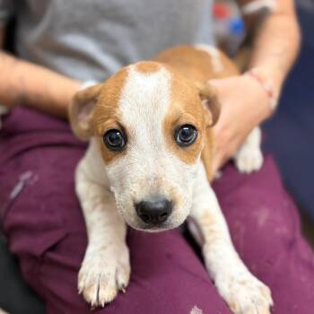 Snickerdoodle -  Mixed Breed Dog for Adoption in Ardmore, Oklahoma - Snickerdoodle | PetCurious