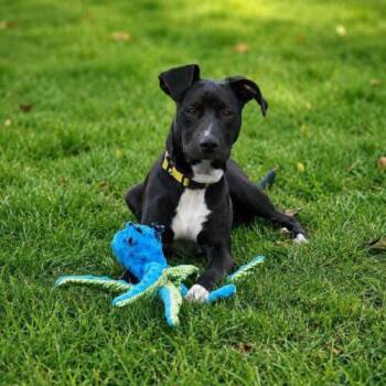 Snooki -  Pit Bull Terrier and Black Labrador Retriever Dog for Adoption in Broken Arrow, Oklahoma - Snooki | PetCurious