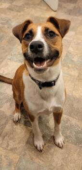 KYRA -  Mixed Breed and Boxer Dog for Adoption in Thompson, Pennsylvania - KYRA | PetCurious