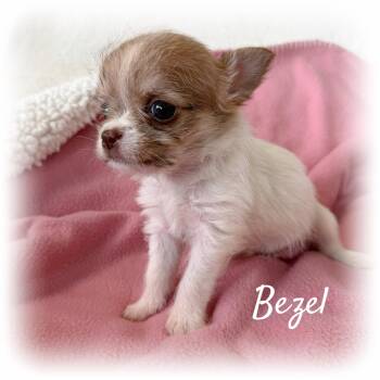 Bezel -  Terrier and Chiweenie Dog for Adoption in Tulsa, Oklahoma - Bezel | PetCurious