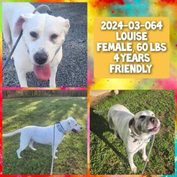 Labrador Retriever and Terrier Dogs Available for Adoption - 2026-03-090 *Louise* | PetCurious