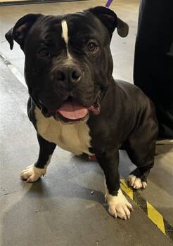 American Bulldog Dogs Available for Adoption in Rancho Cucamonga, California - ROCKO | PetCurious