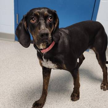 Honey Bee -  Mixed Breed Dog for Adoption in Marshfield, Wisconsin - Honey Bee | PetCurious