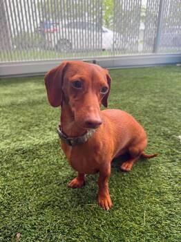 Maximus -  Dachshund Dog for Adoption in Delson, Quebec - Maximus | PetCurious
