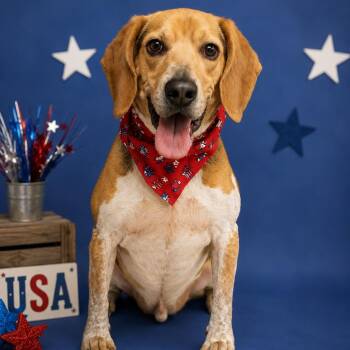 Charlie -  Beagle Dog for Adoption in Washington, District Of Columbia - Charlie | PetCurious