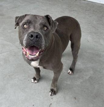 WALTER -  Mixed Breed Dog for Adoption in Palmetto, Florida - WALTER | PetCurious