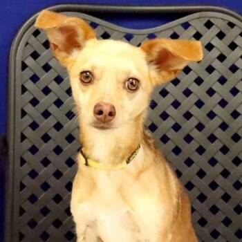 Pollie -  Chihuahua Dog for Adoption in Fort Davis, Texas - Pollie | PetCurious