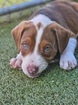 Mixed Breed Dogs Available for Adoption in Savannah, Georgia - Jacob | PetCurious